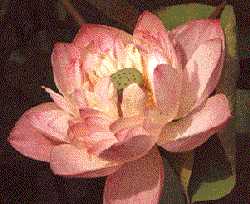 de lotus - 